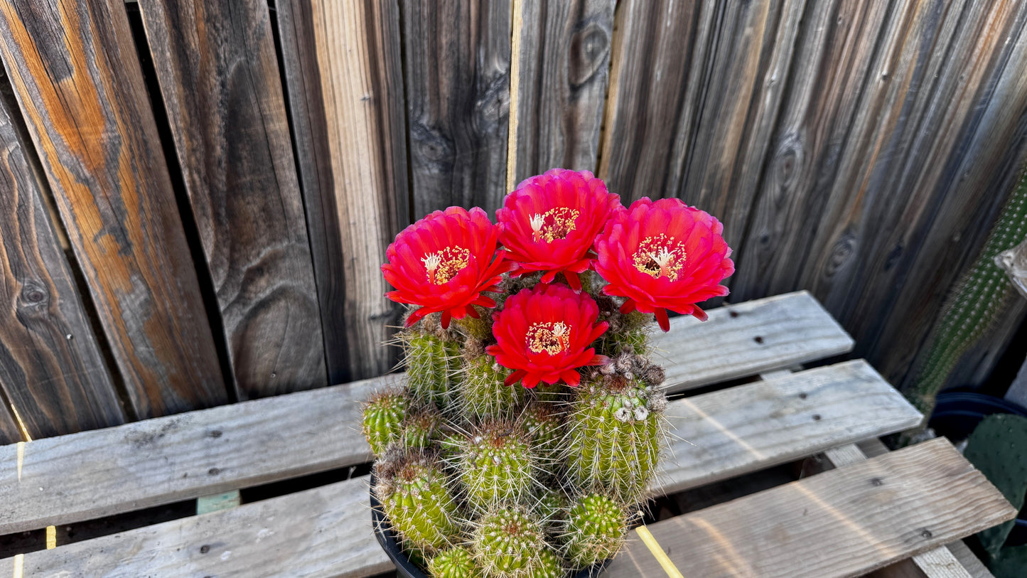 Blooms-Ville Gift Card