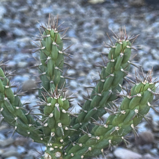 6 Cuttings Arizona Staghorn Cholla Cactus