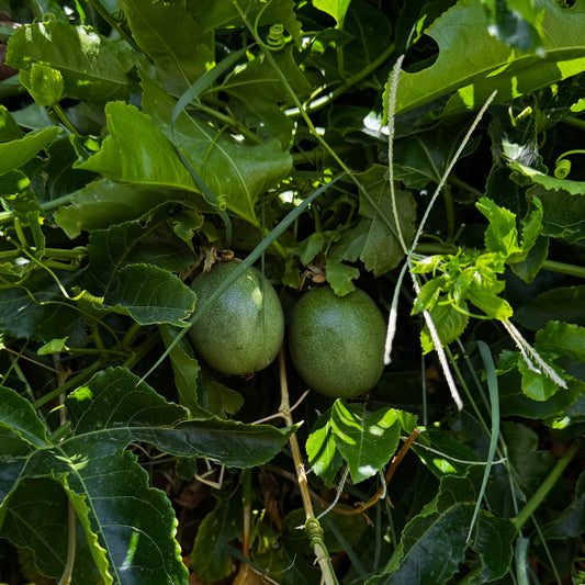 10 Cuttings Passion Fruit live Plant