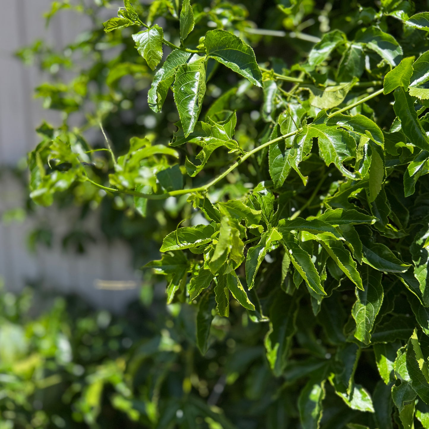 10 Cuttings Passion Fruit live Plant