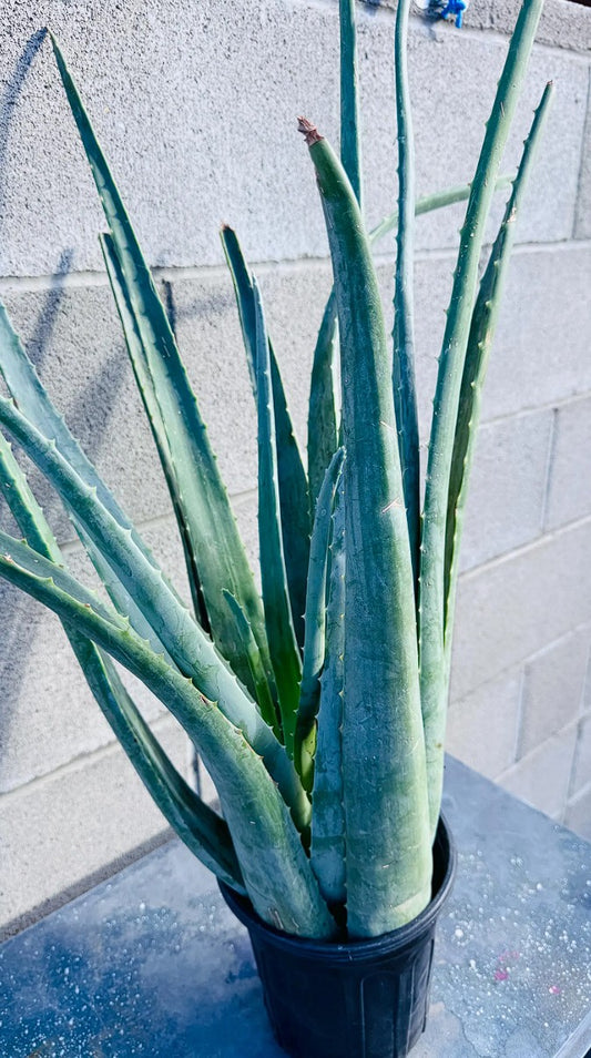 Aloe Vera Barbadensis Miller Ayurvedic Large Plant Bareroot Edible Health Benefit