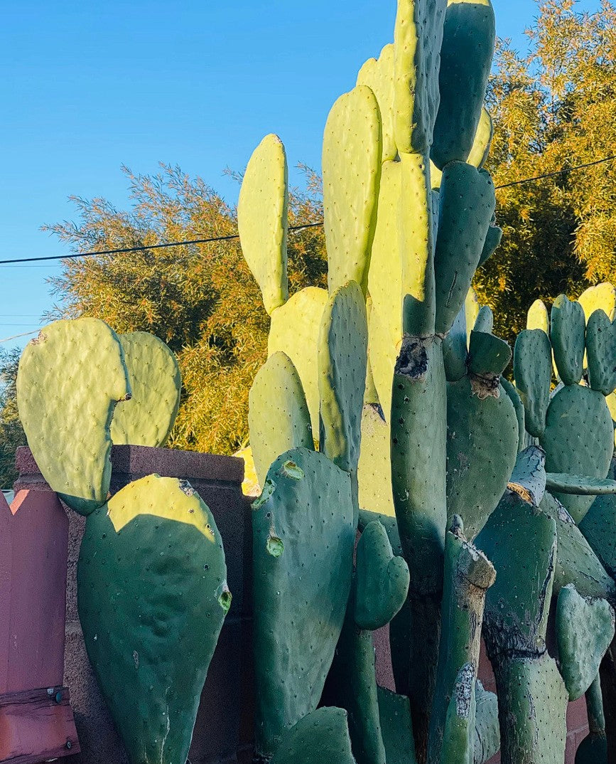 Prickly Pear Cactus Fruit Tree (4 pads) Opuntia Ficus-Indica Burbank Spineless