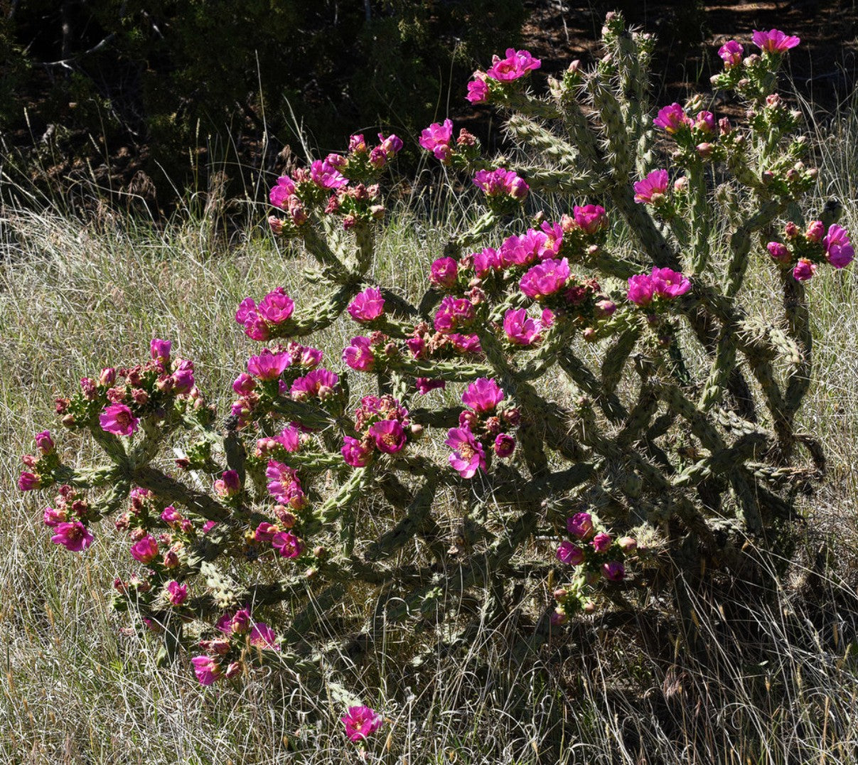 6 Cuttings Arizona Staghorn Cholla Cactus