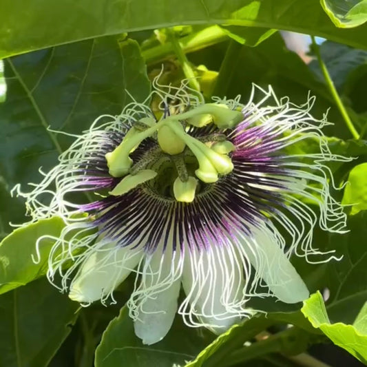 10 Cuttings Passion Fruit live Plant