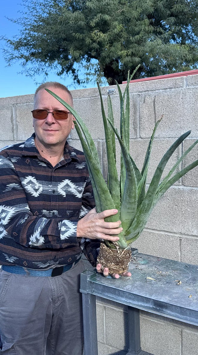 Aloe Vera Barbadensis Miller Ayurvedic Large Plant Bareroot Edible Health Benefit