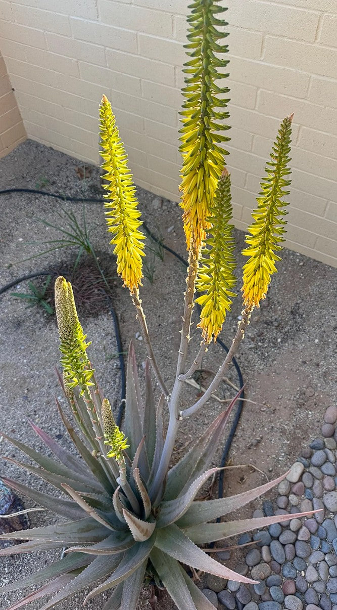 Aloe Vera Barbadensis Miller Ayurvedic Large Plant Bareroot Edible Health Benefit