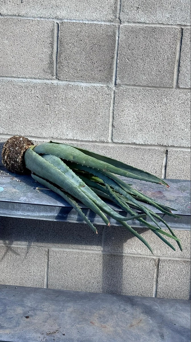 Aloe Vera Barbadensis Miller Ayurvedic Large Plant Bareroot Edible Health Benefit