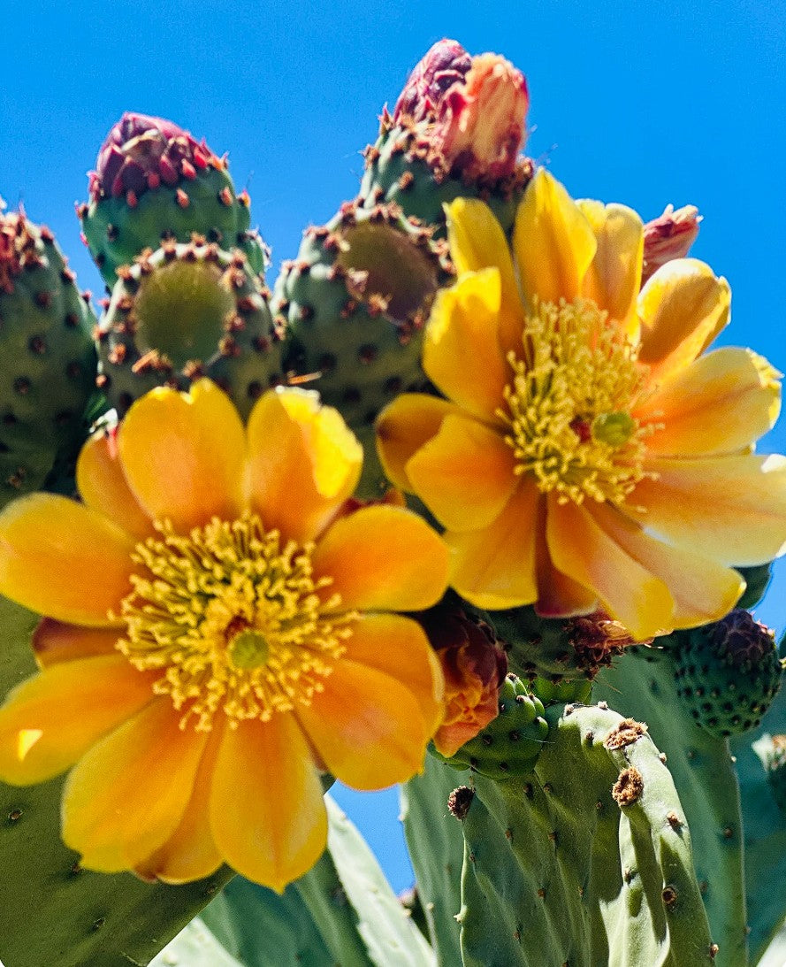 Prickly Pear Cactus Fruit Tree  (4 pads)  Opuntia Ficus-Indica Burbank Spineless