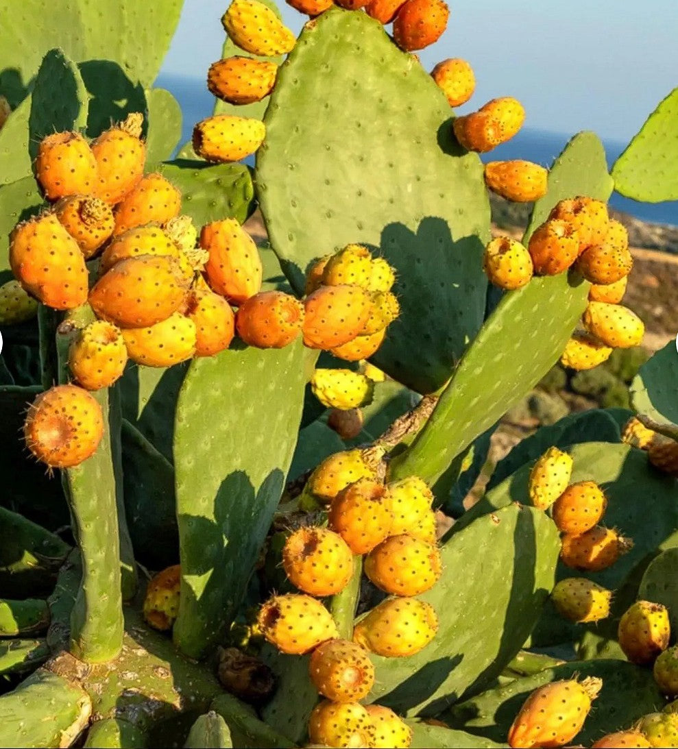 Prickly Pear Cactus Fruit Tree  (4 pads)  Opuntia Ficus-Indica Burbank Spineless