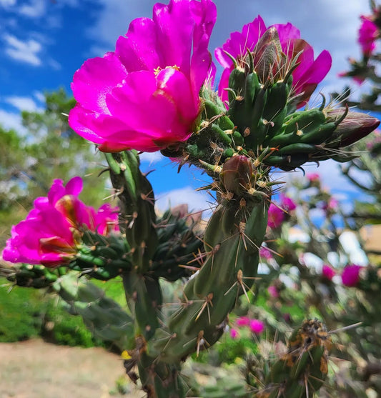 6 Cuttings Arizona Staghorn Cholla Cactus